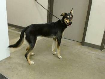 BRANDY -  German Shepherd Dog and Mixed Breed Dog for Adoption in Ontario, California - BRANDY | PetCurious