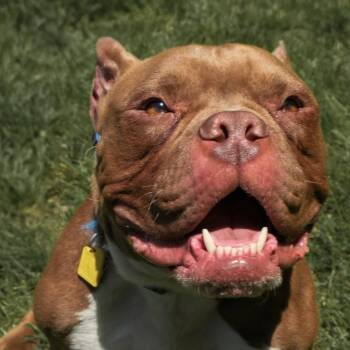 Rescue Bulldog Dogs for Adoption in Grafton, Ohio - Balboa | PetCurious