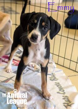 Emmy -  Jack Russell Terrier and Chihuahua Dog for Adoption in Groveland, Florida - Emmy | PetCurious