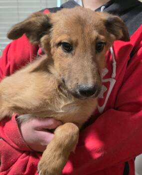 Rescue Mixed Breed Dogs for Adoption in Fort Stockton, Texas - Dimitri | PetCurious