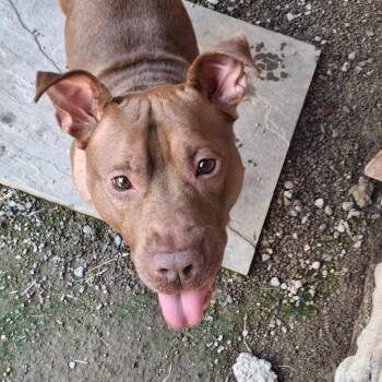 Charlie -  Mixed Breed Dog for Adoption in Fairport, New York - Charlie | PetCurious