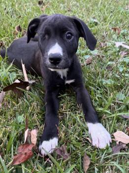 Rescue Black Labrador Retriever and Black Mouth Cur Dogs for Adoption in Alexandria, Louisiana - Pirate | PetCurious