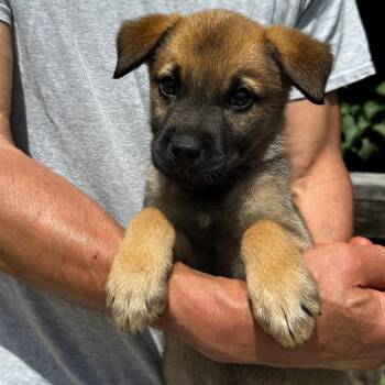 NY John avail Jun 13 (Choice Pet Carmel) -  Labrador Retriever and Shepherd Dog for Adoption in Eastford, Connecticut - NY John Avail Jun 13 (Choice Pet Carmel) | PetCurious