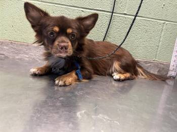 PERRY -  Chihuahua and Mixed Breed Dog for Adoption in Grand Prairie, Texas - PERRY | PetCurious