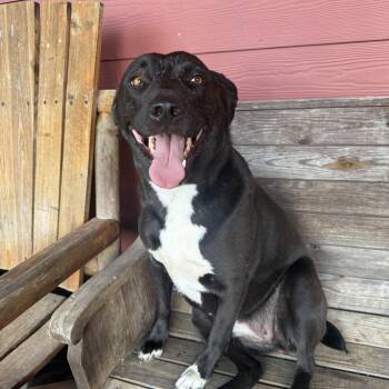 Border Collie Dogs Available for Adoption in Holly Springs, Mississippi - Lainey | PetCurious