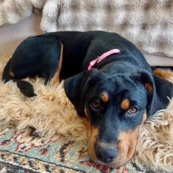 Rottweiler Dogs Available for Adoption in Polk, Ohio - Ella | PetCurious