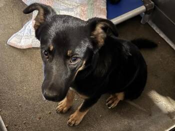 LUKAS -  German Shepherd Dog and Mixed Breed Dog for Adoption in Camarillo, California - LUKAS | PetCurious