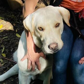 Labrador Retriever Dogs Available for Adoption - Fiddle Faddle | PetCurious