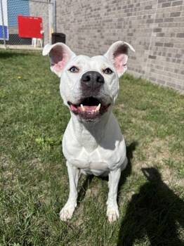 SPECKS -  Pit Bull Terrier Dog for Adoption in Kalamazoo, Michigan - SPECKS | PetCurious