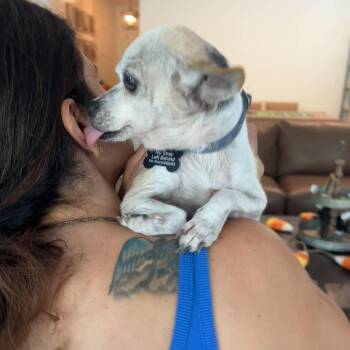 Butterbean -  Chihuahua Dog for Adoption in Apple Valley, California - Butterbean | PetCurious