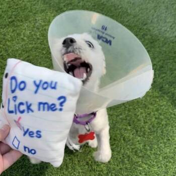 Miniature Schnauzer and Shih Tzu Dogs Available for Adoption in Tempe, Arizona - Wrigley | PetCurious