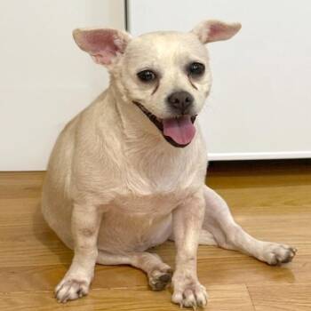 LouLou -  Chihuahua Dog for Adoption - LouLou | PetCurious