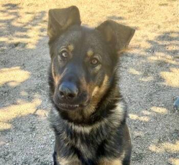 Roman -  Mixed Breed Dog for Adoption in Georgetown, Texas - Roman | PetCurious