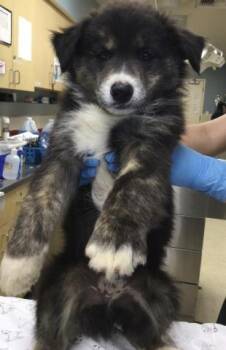 BROTHER BEAR -  Australian Shepherd and Mixed Breed Dog for Adoption in Thousand Palms, California - BROTHER BEAR | PetCurious