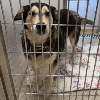 Rescue Shepherd and Husky Dogs for Adoption in Gloucester, Virginia - Rebel | PetCurious