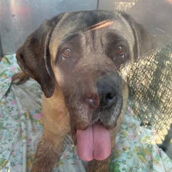 Shirley -  Mastiff Dog for Adoption in Philadelphia, Pennsylvania - Shirley | PetCurious