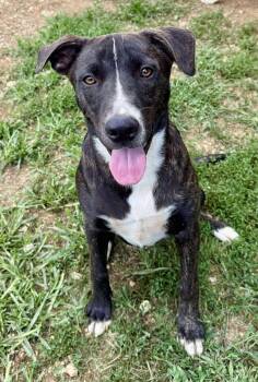 Mixed Breed Dogs Available for Adoption - Sirius | PetCurious