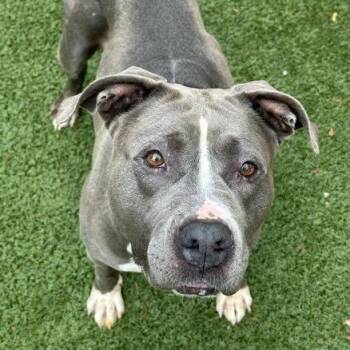 Angela -  Pit Bull Terrier Dog for Adoption in Indianapolis, Indiana - Angela | PetCurious