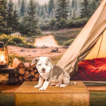 Pit Bull Terrier Dogs Available for Adoption - Jean | PetCurious