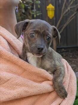 Mixed Breed Dogs Available for Adoption - CHAPO | PetCurious