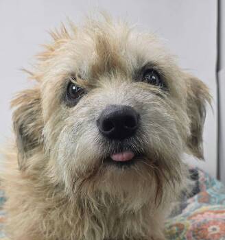 Rye -  Terrier Dog for Adoption in Newport, Tennessee - Rye | PetCurious