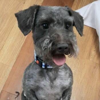 Bruno -  Schnauzer and Poodle Dog for Adoption in Olathe, Kansas - Bruno | PetCurious