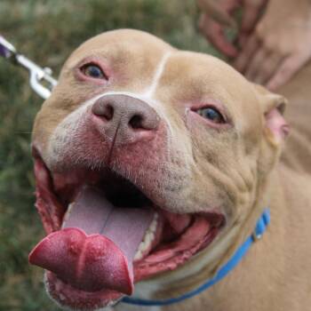 Hotfire -  Pit Bull Terrier and Mixed Breed Dog for Adoption in Champaign, Illinois - Hotfire | PetCurious