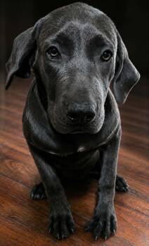 Emberlee -  Mastiff and American Staffordshire Terrier Dog for Adoption in Minneapolis, Minnesota - Emberlee | PetCurious