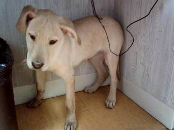 FAYE -  Labrador Retriever and Mixed Breed Dog for Adoption in Martinez, California - FAYE | PetCurious