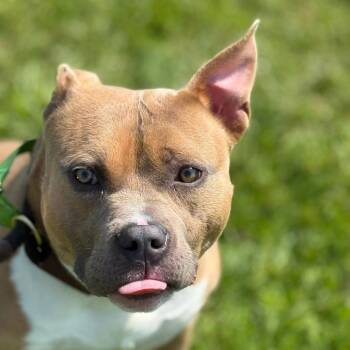 Pit Bull Terrier Dogs Available for Adoption in Charlton, New York - Louie | PetCurious