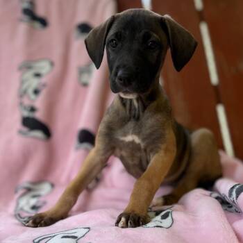 German Shepherd Dog and Labrador Retriever Dogs Available for Adoption in Andover, Massachusetts - Maisie Mojito | PetCurious