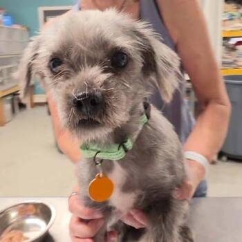 Mixed Breed Dogs Available for Adoption in Fredericksburg, Virginia - Iverson | PetCurious