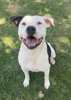 Pit Bull Terrier Dogs Available for Adoption in Riverside, California - BULLSEYE | PetCurious