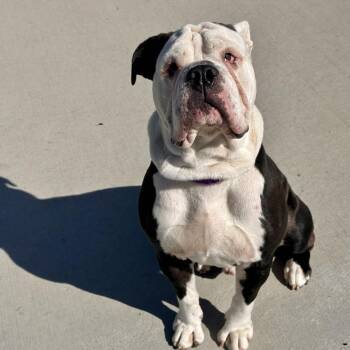 Elephant Ear -  English Bulldog and Mixed Breed Dog for Adoption in Matteson, Illinois - Elephant Ear | PetCurious