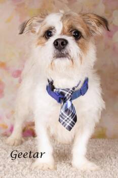 Geetar -  Shih Tzu and Shepherd Dog for Adoption in Gilbert, Arizona - Geetar | PetCurious