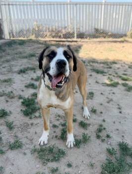 Max -  Saint Bernard and Great Pyrenees Dog for Adoption in Severance, Colorado - Max | PetCurious