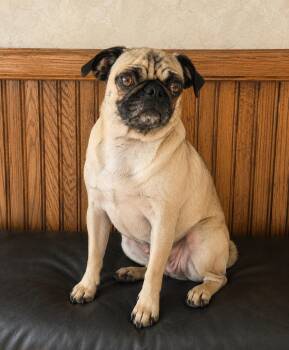 Luxe -  Pug Dog for Adoption in Seattle, Washington - Luxe | PetCurious