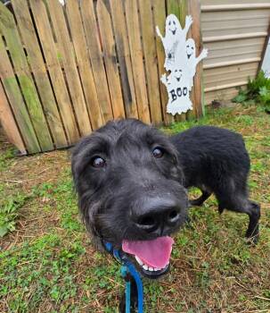 Belle -  Mixed Breed Dog for Adoption in Franklin, Tennessee - Belle | PetCurious