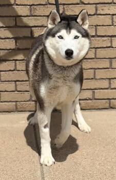 Ivy -  Siberian Husky Dog for Adoption in Columbus, Nebraska - Ivy | PetCurious