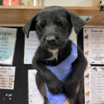 Poodle and Golden Retriever Dogs Available for Adoption in Morton Grove, Illinois - Luke | PetCurious