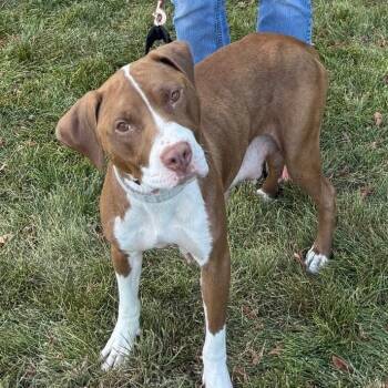 Rescue Pit Bull Terrier and Hound Dogs for Adoption in Mooresville, Indiana - Barbaro | PetCurious