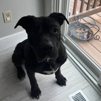 Cane Corso Dogs Available for Adoption - Osirus (now Annie O) | PetCurious