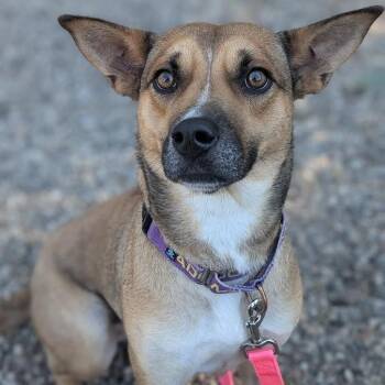 Chai -  Mixed Breed Dog for Adoption in West Olive, Michigan - Chai | PetCurious