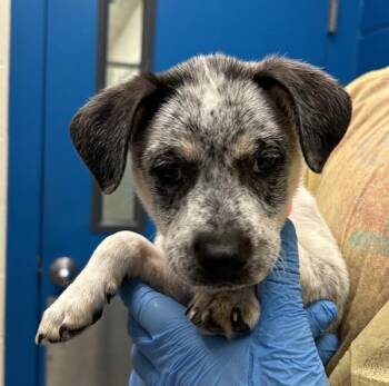 Peggy -  Australian Cattle Dog Blue Heeler Dog for Adoption in Golden, Colorado - Peggy | PetCurious