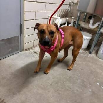Maya -  Pit Bull Terrier Dog for Adoption in Marshalltown, Iowa - Maya | PetCurious