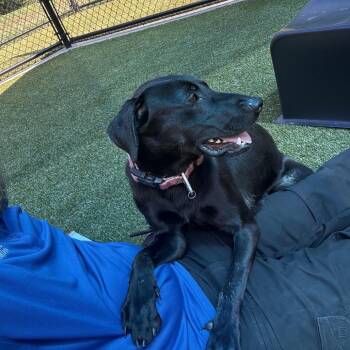 Sage -  Chocolate Labrador Retriever Dog for Adoption in Greensboro, North Carolina - Sage | PetCurious