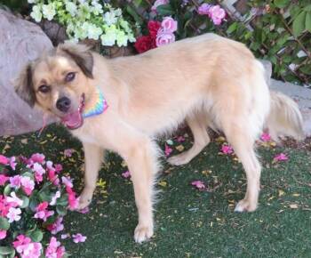 SCOUT -  Collie and Mixed Breed Dog for Adoption in Oklahoma City, Oklahoma - SCOUT | PetCurious