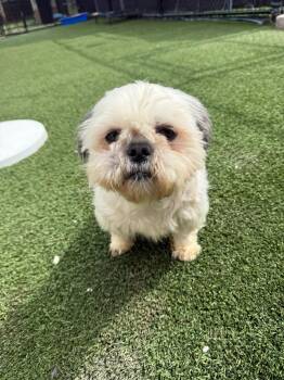 Mochi -  Shih Tzu Dog Available for Adoption - Mochi | PetCurious