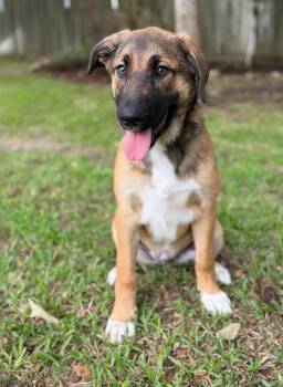 Great Pyrenees and Shepherd Dogs Available for Adoption in Longview, Texas - Paver | PetCurious
