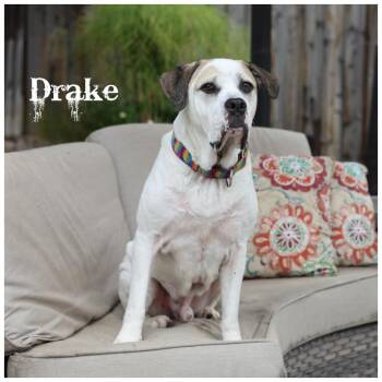 Drake -  Terrier Dog for Adoption in Sioux Falls, South Dakota - Drake | PetCurious
